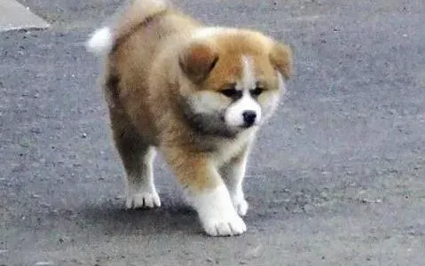 秋田犬|洗澡过程多注意 给秋田犬洗澡的工作不简单