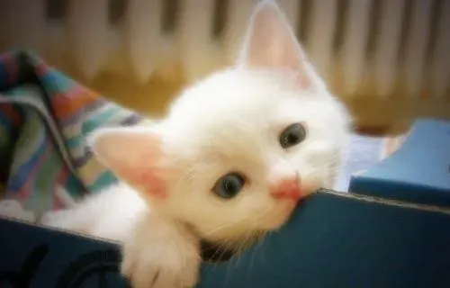 小猫为什么一直叫 消除猫咪的紧张感 | 猫