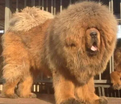 藏獒|喂食藏獒犬熟肉的两大好处