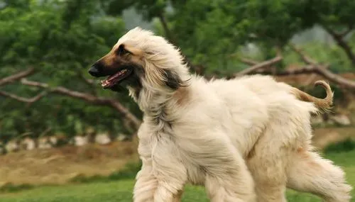 阿富汗猎犬怕冷吗 严冬也需要给狗狗保暖 | 阿富汗猎犬