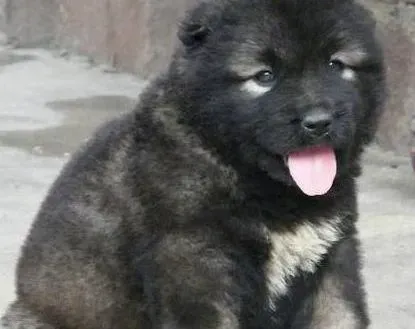 高加索犬|高加索犬八个月了后腿不敢着地怎么回事
