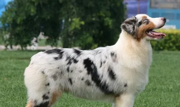 澳洲牧羊犬的性格 警惕但能保持平静 | 澳洲牧羊犬