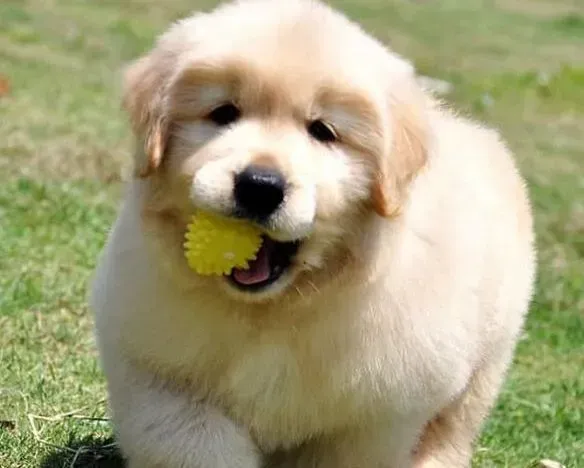 金毛|谁可以告诉我英/美系金毛犬之间的区别