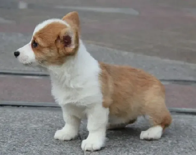 柯基犬|有人知道给柯基犬挤肛门腺的方法吗