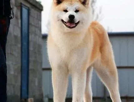 秋田犬|阻止秋田犬扑人应采取的措施有哪些