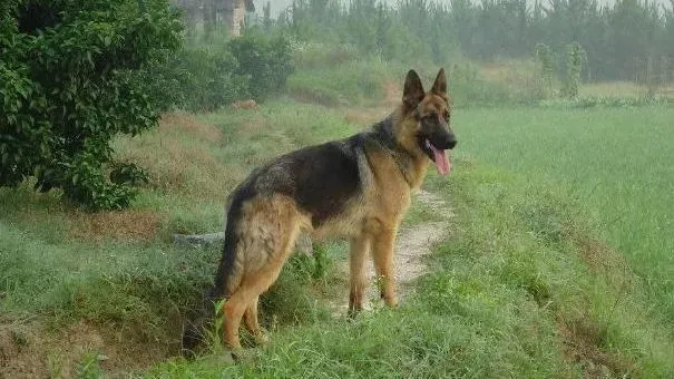 昆明犬|老年昆明犬的身体情况变化 老年昆明犬怎样饲养护理