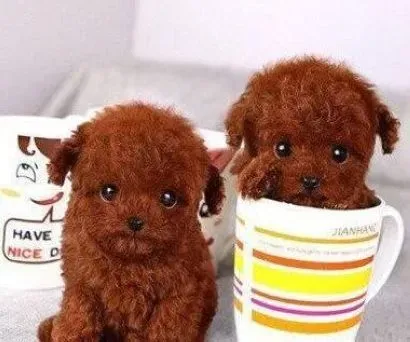 贵宾犬|贵宾犬不健康的信号灯不容忽视