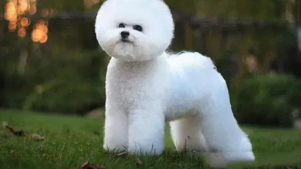 比熊犬|给比熊犬洗澡注意事项 给巴比熊犬洗澡需注意