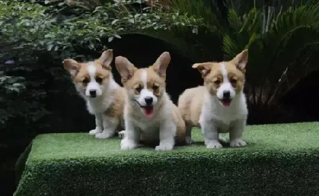 柯基犬|请问一个月的柯基犬应该如何喂养呢 能吃钙片吗