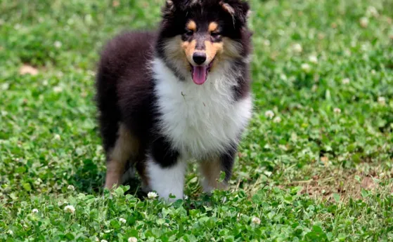苏格兰牧羊犬|护理老年苏格兰牧羊犬必须要做到的四个方面
