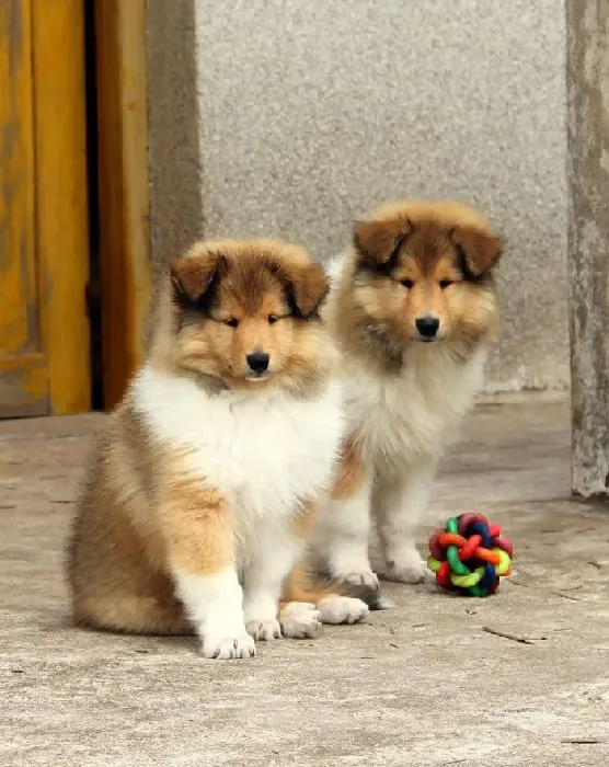 苏格兰牧羊犬|苏格兰牧羊犬总流眼泪而且眼睛痒如何是好