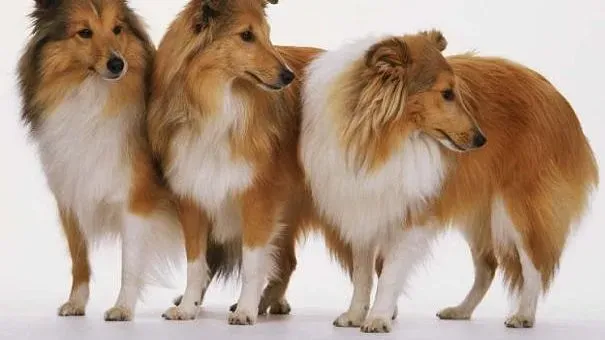 喜乐蒂|喜乐蒂牧羊犬生病征兆 养喜乐蒂要知道