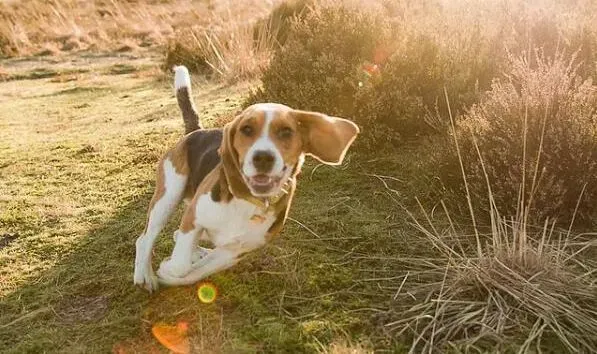 比利时牧羊犬|为什么比利时牧羊犬认不得站着不动的主人
