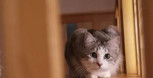 猫怎么剪指甲 猫剪指甲需要注意的主要事项 | 猫
