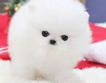 博美犬|博美犬拉稀好几天了，需要吃什么药