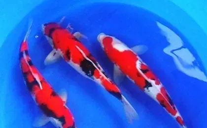 锦鲤身上有白点怎么办 要及时治疗 | 锦鲤鱼