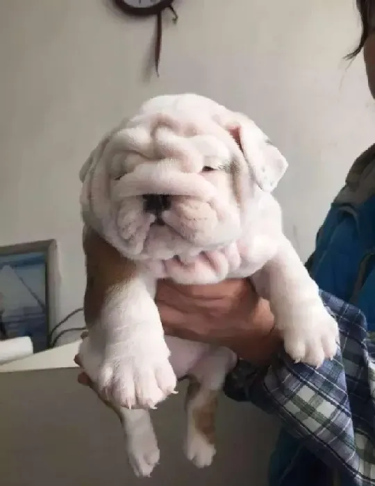 英国斗牛犬|怎样让斗牛犬学会最简单的叼东西方法