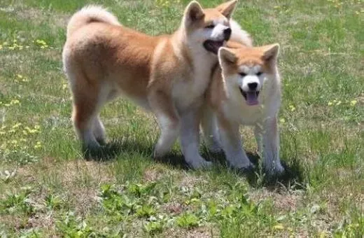 秋田犬|防止秋田犬乱吃东西 小编给你支几招