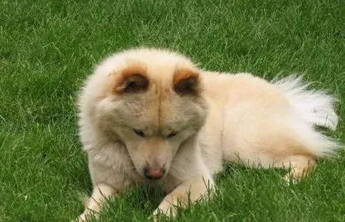 秋田犬|健康有活力 秋田犬的正常生理指标是怎样的