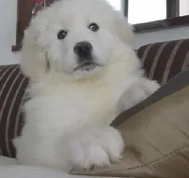 大白熊犬|大白熊犬食用哪种天然狗粮好