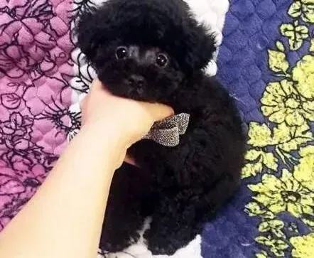 贵宾犬|科学饲养贵宾犬需要注意哪些情况
