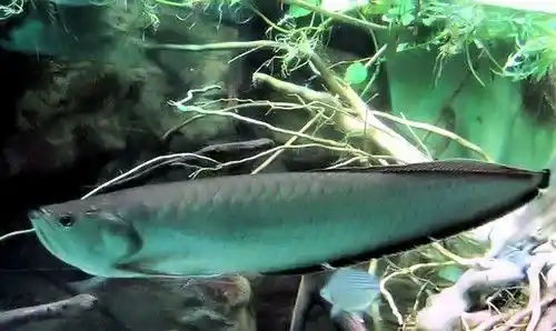 龙鱼水族箱饲养 在水族箱中加入成品硝化细菌 | 龙鱼