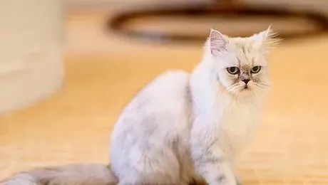 猫毛球症怎么治 灌服石蜡油或植物油3-5毫升 | 毛球症