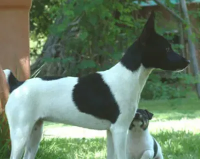 捕鼠梗犬的形态特征 该犬大腿长而有力 | 捕鼠梗犬