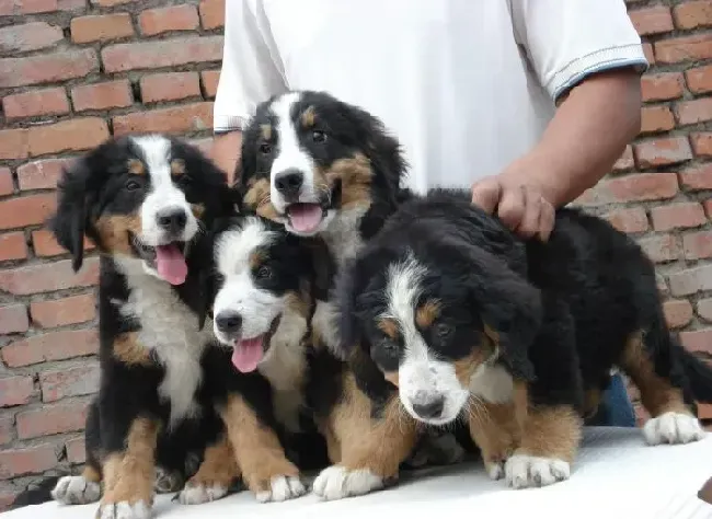 伯恩山犬|伯恩山犬眼睛发红掉毛，浑身发抖怎么办