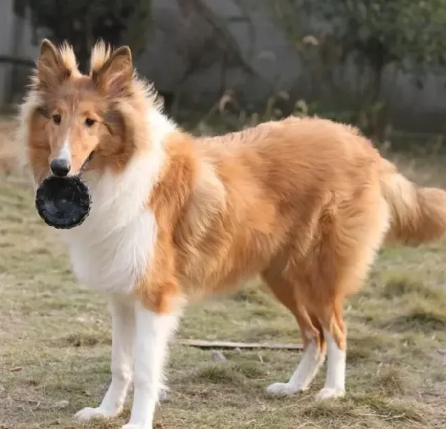 苏格兰牧羊犬|你怎么知道苏格兰牧羊犬要上厕所了