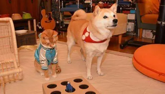 柴犬幼犬晚上叫 如何改善柴犬幼犬晚上叫的行为 | 柴犬
