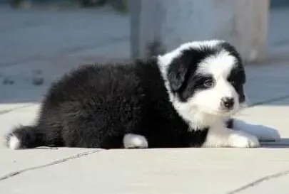 边境牧羊犬|主人必知的边境牧羊犬生病的四大征兆