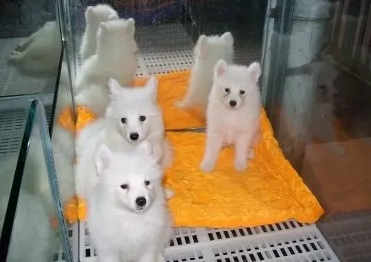 银狐犬|银狐犬心理发展的几个历程