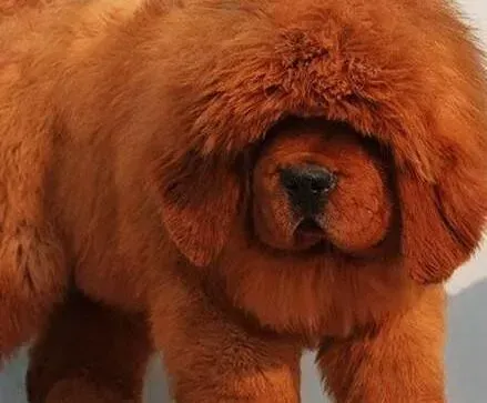 藏獒|轻松搞定藏獒的皮屑问题的小妙招