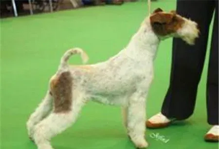 刚毛猎狐梗好不好 刚毛猎狐梗适合当伴侣犬 | 刚毛猎狐梗