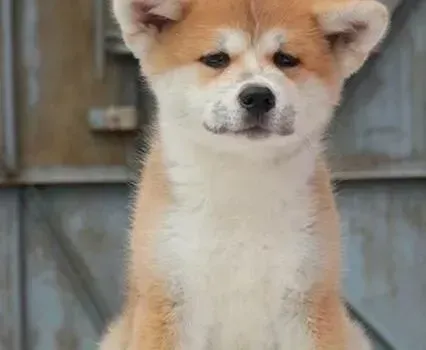 秋田犬|如何做好秋田犬牙齿健康的保健工作