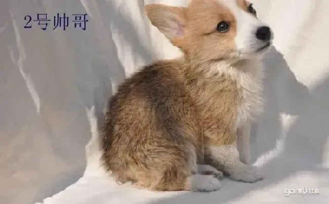 柯基犬|柯基犬眼角红有泪痕该怎么办呢