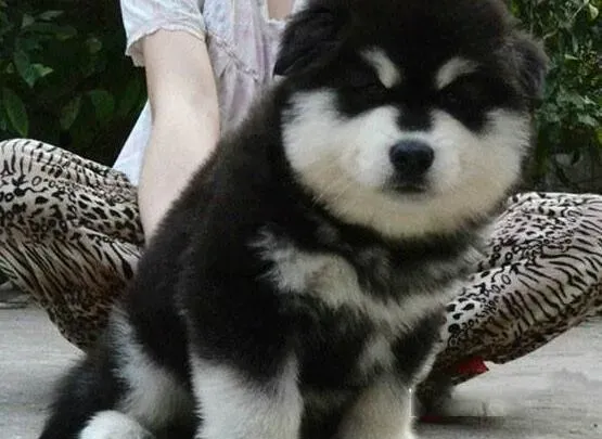 阿拉斯加犬|阿拉斯加雪橇犬在怀孕之后的变化