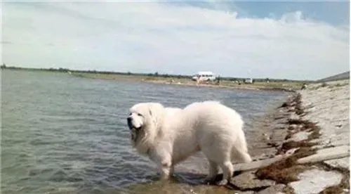 大白熊犬拉稀 可能是细小病毒性肠炎 | 大白熊犬