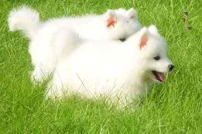 萨摩耶|对于妊娠期的萨摩耶犬要怎么饲养管理
