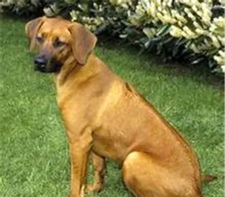 罗得西亚脊背犬掉毛程度 如何解决掉毛情况 | 罗得西亚脊背犬