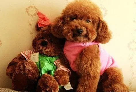 贵宾犬|健康常识 贵宾犬注射疫苗时要注意什么