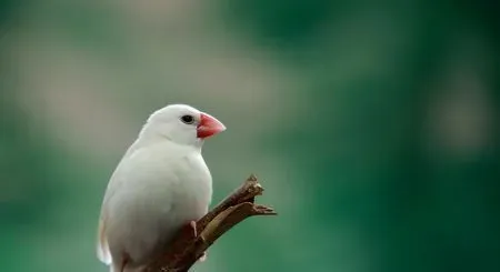 饲养白文鸟的器具有什么要求 | 