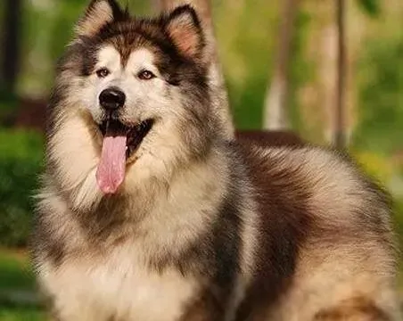 阿拉斯加犬|优秀宠物训练全书 如何让阿拉斯加犬学会趴下技能