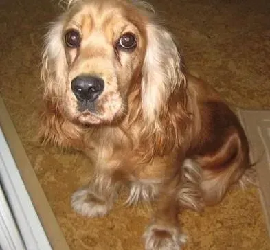 可卡犬|如何照顾怀孕可卡犬母犬的饮食起居