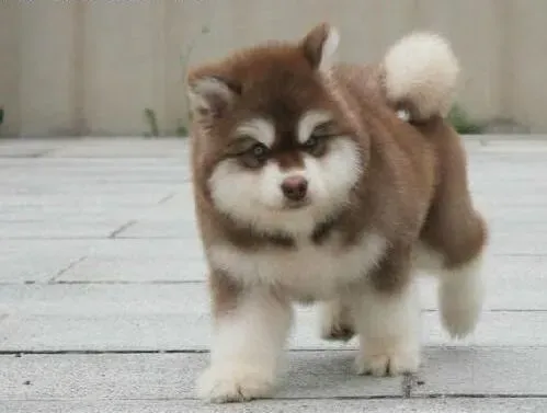 阿拉斯加犬|怎样防止阿拉斯加雪橇犬的屁股出现异味