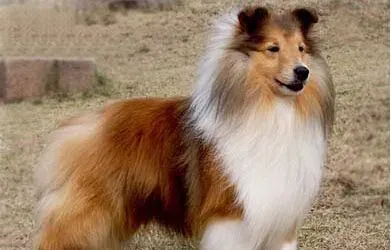 苏格兰牧羊犬好养吗 饲料需经一定的加工 | 苏格兰牧羊犬