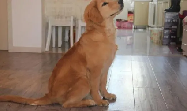 金毛|保持金毛犬臀部清洁的方法
