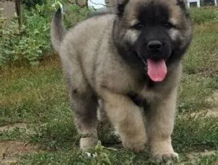 高加索犬|怎样对高加索犬进行名字回应的训练