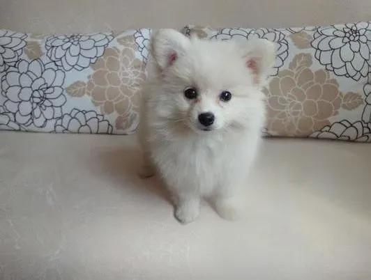 银狐犬|银狐犬不爱吃狗粮的原因